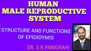 STRUCTURE AND FUNCTIONS OF EPIDIDYMIS [upl. by Anitroc160]