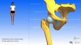 The Adductors and the Gracilis [upl. by Ydisac]