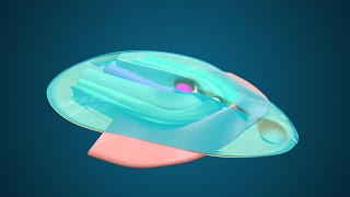 Fate Map during Gastrulation  3D Human Embryology  Third Week Embryology [upl. by Ariel450]