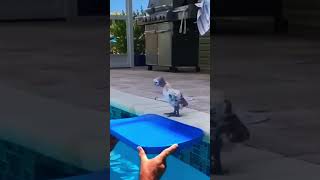 Flotation device 🤣😂 comedia animals [upl. by Esserac268]