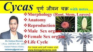 Cycas Life Cyclemorphology anatomy reproduction bscbotany 1stsemesterexam gymnosperms botany [upl. by Hsirt138]