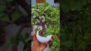 Jade Plant Bonsai Jarif gardening [upl. by Keemahs]