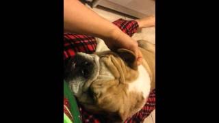 Pablo the bulldog thinks hes a lap dog [upl. by Nawed]