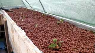 Aquaponics strawberry planting [upl. by Anaderol]