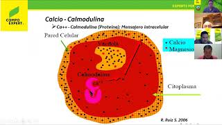 Fertilización foliar y Bioestimulación H Camacho [upl. by Introk59]