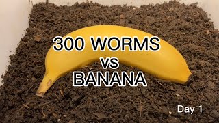 【SDGs】300 Worms vs Banana ＃vermicompost ＃earthworm [upl. by Yderf]