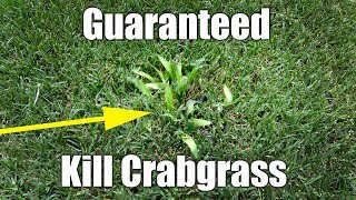 Safely Kill Crabgrass in Bermuda Lawn [upl. by Loredana]