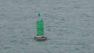 Green Marker Buoy Port du Bloscon 29680 Roscoff Finistere Brittany France 5th May 2024 [upl. by Ecnarret]