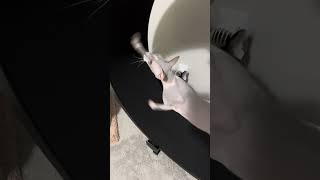 Peterbald cat exercising on his wheel [upl. by Aneda]