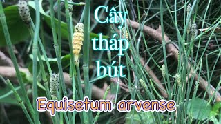 Cây tháp bút  mộc tặc  Equisetum arvense một vị thuốc quý trong bài thuốc trị sỏi thận [upl. by Rednael552]