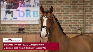 Stakkato Cornet 2020 by Stakkato Gold x Cornet Obolensky  Sosath Stallion Show 2023 [upl. by Anawyt]