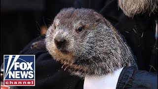 Groundhog Day Punxsutawney Phil makes his prediction [upl. by Hannahoj]