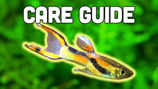 Endlers Livebearer Care Guide  Easiest Livebearer for Beginners [upl. by Olds]