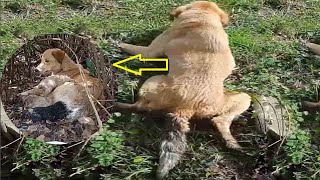 After being injured the mother dog tried to drag her painful body to find her five newborn puppies [upl. by Hardej]