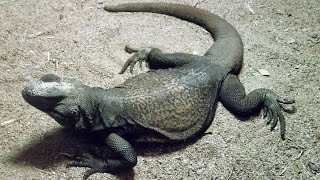 Chuckwalla PushUps [upl. by Ernie]