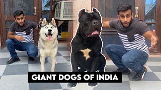 Giant dogs of india [upl. by Etnomaj805]