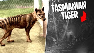 Is THIS A Tasmanian Tiger In 2022 [upl. by Rossy373]