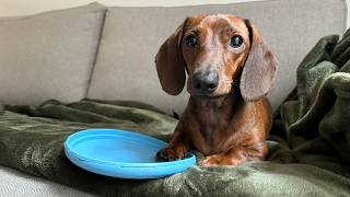 Mini dachshund picks out his own toy [upl. by Atelokin498]