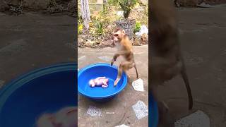 Monkey baby ko kiya kardia 😱 monkey shorts youtubeshorts eno viralvideo [upl. by Dualc184]