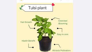 replanting of tulsi plant benifits worshipplantplantsnatureplantlove trendingbeneficialplant [upl. by Etnohs]