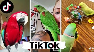 🐦 LOROS TIK TOK 🌍LOROS GRACIOSOS MUNDO 2021 🌍 Loros Graciosos [upl. by Nylarak]