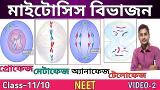 Mitosis Cell Division in bengali  Class1110  ProphaseMetaphaseanaphaseTelophase in Bengali [upl. by Nenney]