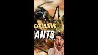 Can ants explodeshorts [upl. by Morganstein]