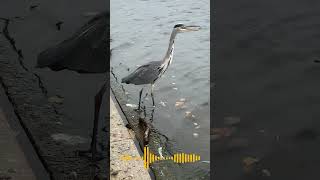 quotExperience the striking call of this heron as it suddenly takes flight a true marvel of naturequot [upl. by Raab982]