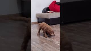 Cute Puppy Oscar is playing with a ball 🤩 [upl. by Aceber]