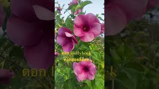 ดอก Hollyhock ฮอลลี่ฮ็อด [upl. by Eniluj]