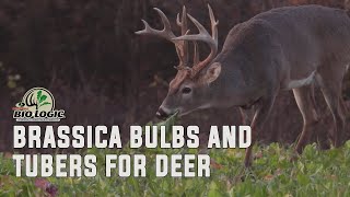 Brassica Bulbs and Tubers for Deer [upl. by Annoek779]