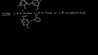 Carbohydrates Part 3 of 4  Disaccharides and Polysaccharides [upl. by Ybrek70]