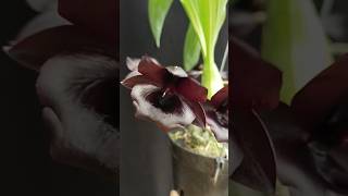 Monnierara Millennium Magic Witchcraft orchid anggrek orquideas catasetum [upl. by Aidile]