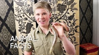 Animal Facts with Robert Irwin European Legless Lizard [upl. by Helfand577]