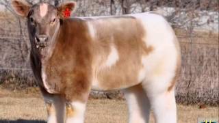 Fluffy Cow  Lautner Farms Iowa USA [upl. by Bock558]