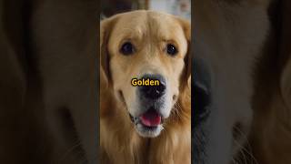 Why Golden Retrievers Are the Best Dogs Doggo Insight Shorts [upl. by Yerffej]