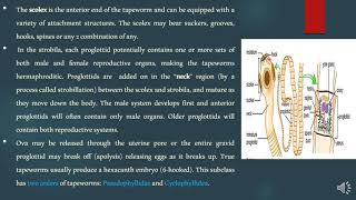 Lecture 5 Medical Helminthology Class Cestoda [upl. by Torray378]