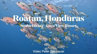 Roatan Honduras a Scuba Diving Adventure to Coco View Resort [upl. by Yhtrod190]