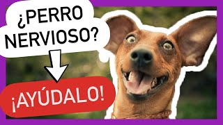 Los 5 MEJORES TIPS para CALMAR a un PERRO NERVIOSO 💚 💯 FUNCIONAL [upl. by Nahsab679]