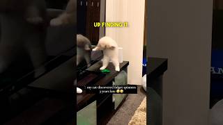 Kitten Discovering a Fidget Spinner 🤣🤣 [upl. by Eicyaj50]