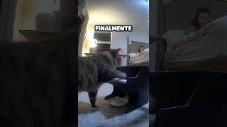 Gato Aprende a Tocar Piano [upl. by Phila]