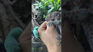 MY TOKAY GECKO BIT ME HORN WORM FEEDING [upl. by Aicnorev632]