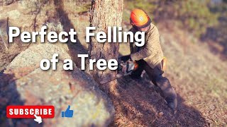 Felling A Tree in the Colorado Mountains [upl. by Meldoh132]