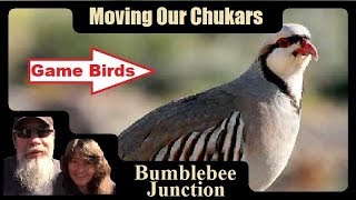 Raising Chukars  Moving Our Chukar Partridge To A Backyard Chicken Tractor [upl. by Consolata]