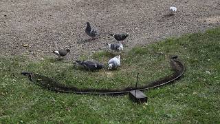 bownet trapping pigeons with remote control [upl. by Delastre]