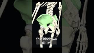 Kość biodrowa ilium uczymy razem shorts anatomia medycyna 3d [upl. by Carlick]