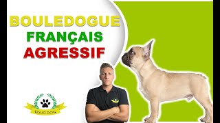 DROGON CHIEN RÉGULATEUR VS BOULEDOGUE FRANÇAIS CHIEN AGRESSIF [upl. by Anile185]