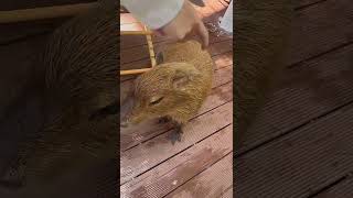 capybara animals edit cute funny animal [upl. by Atinnek670]