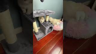 Onemonthold kittens run jump fall and do all sorts of naughty things asmr catvideo kittens [upl. by Arahk]