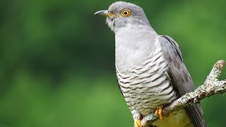 Cuckoo Thursley Common 270517 [upl. by Hemetaf]